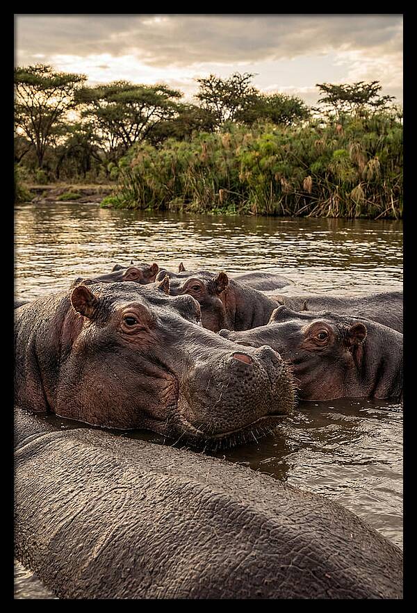 African Hippos Relaxing Together