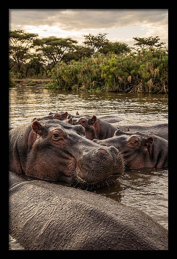 African Hippos Relaxing Together