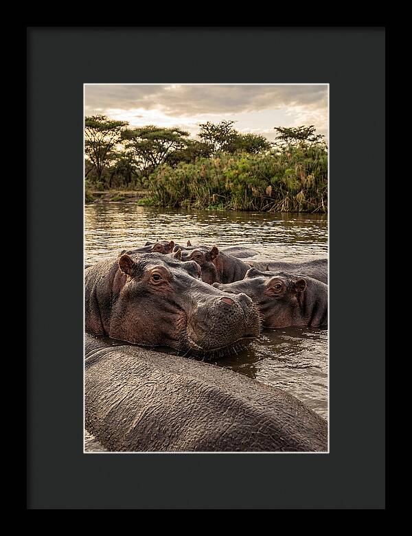 African Hippos Relaxing Together