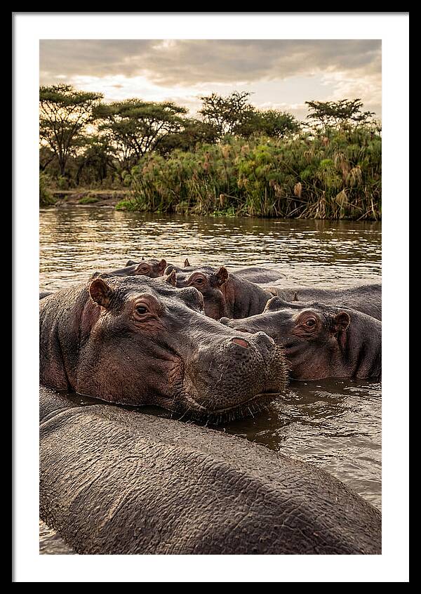 African Hippos Relaxing Together