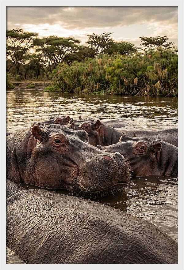 African Hippos Relaxing Together
