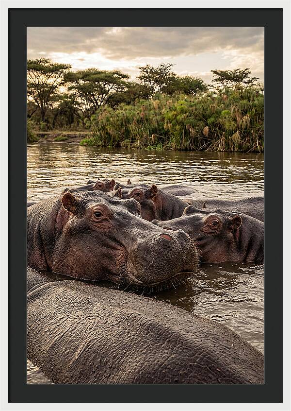 African Hippos Relaxing Together