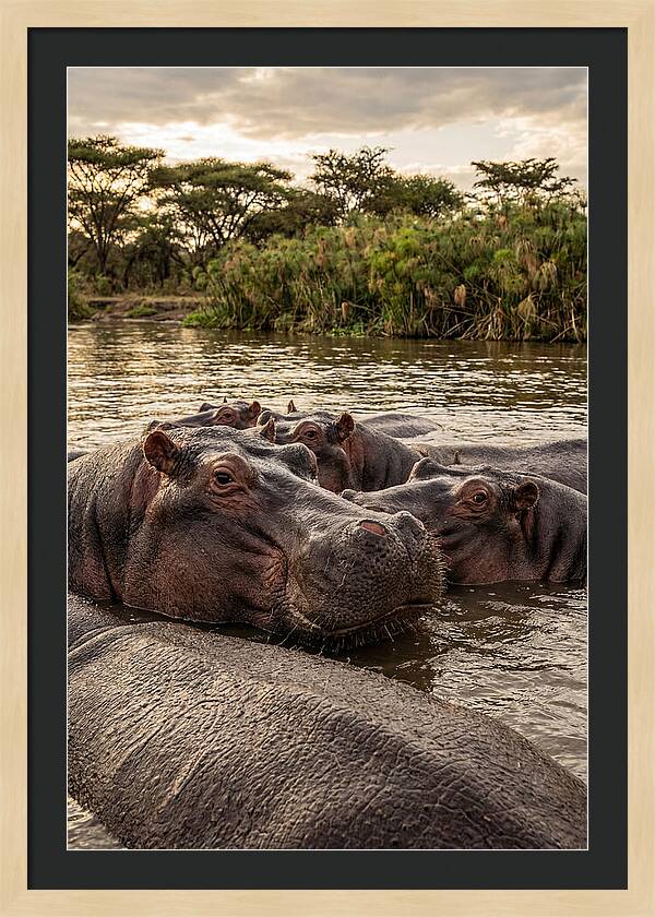 African Hippos Relaxing Together
