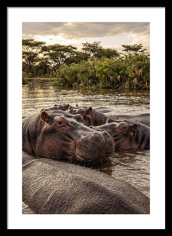 African Hippos Relaxing Together