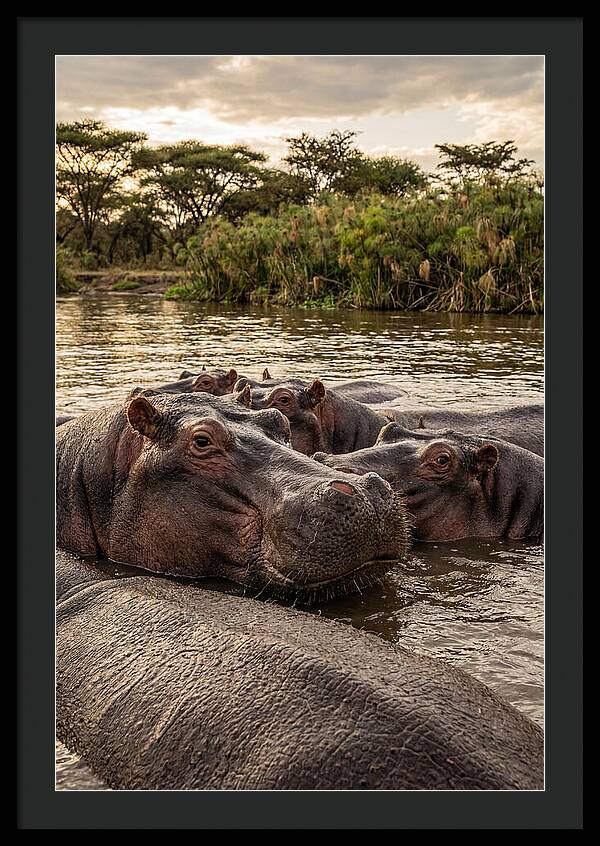 African Hippos Relaxing Together