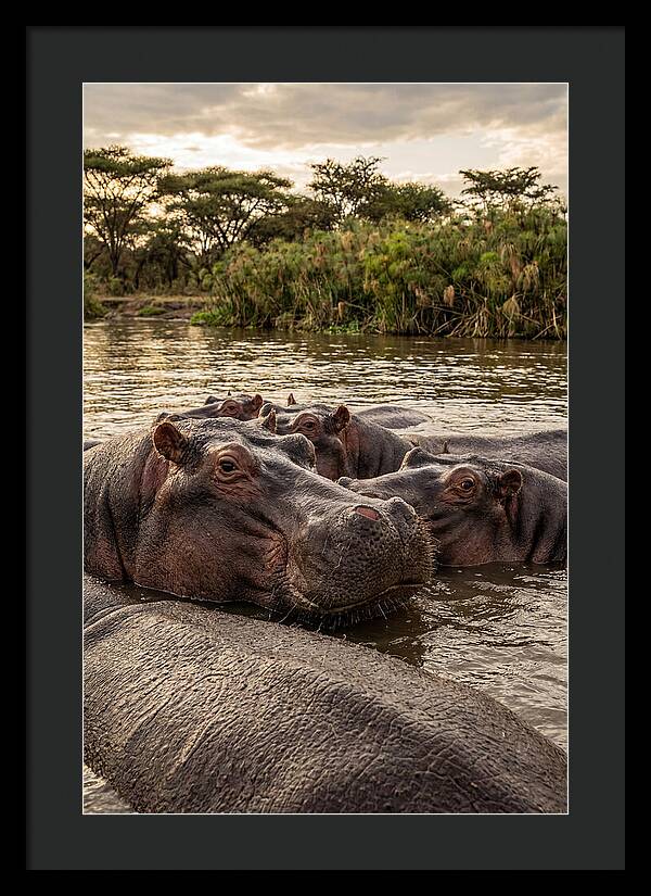 African Hippos Relaxing Together