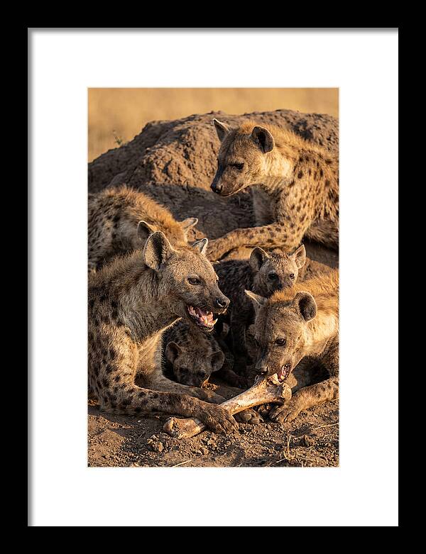 African Hyena Clan At Den