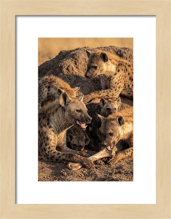 African Hyena Clan At Den