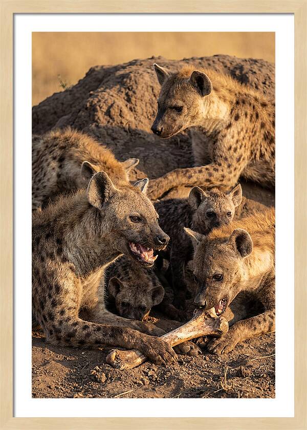African Hyena Clan At Den