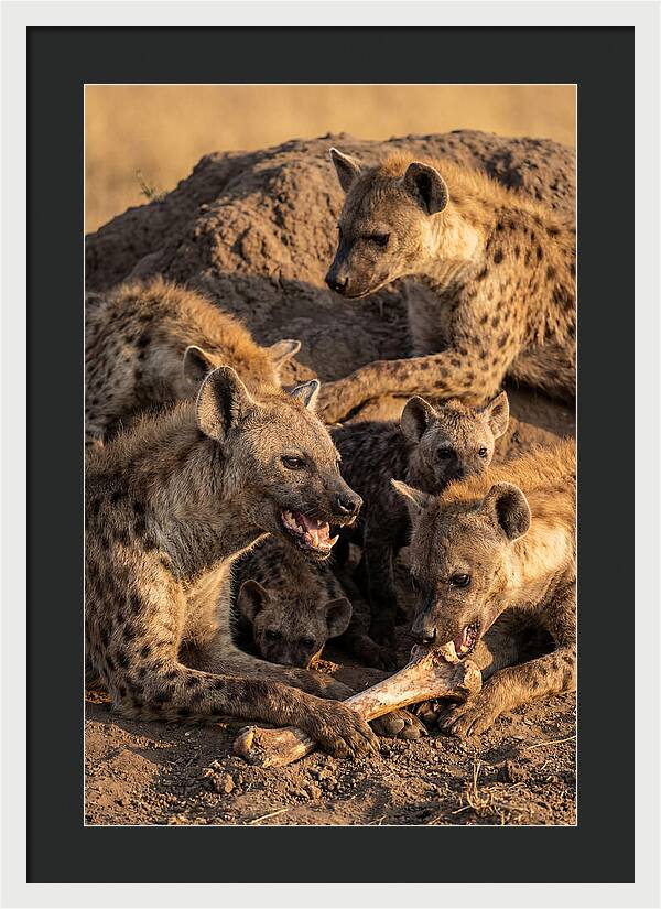 African Hyena Clan At Den