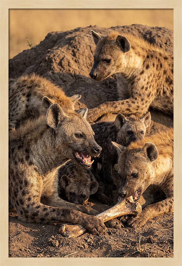 African Hyena Clan At Den