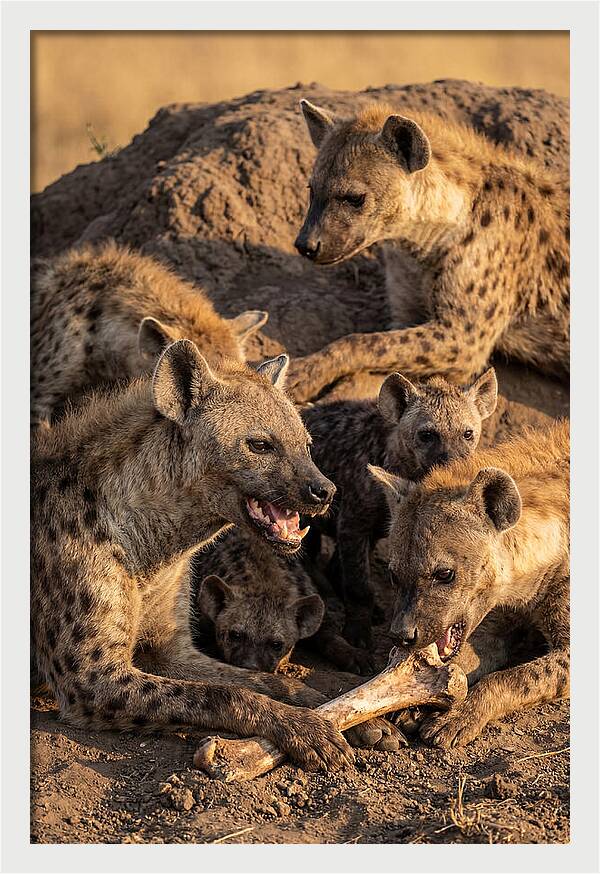 African Hyena Clan At Den