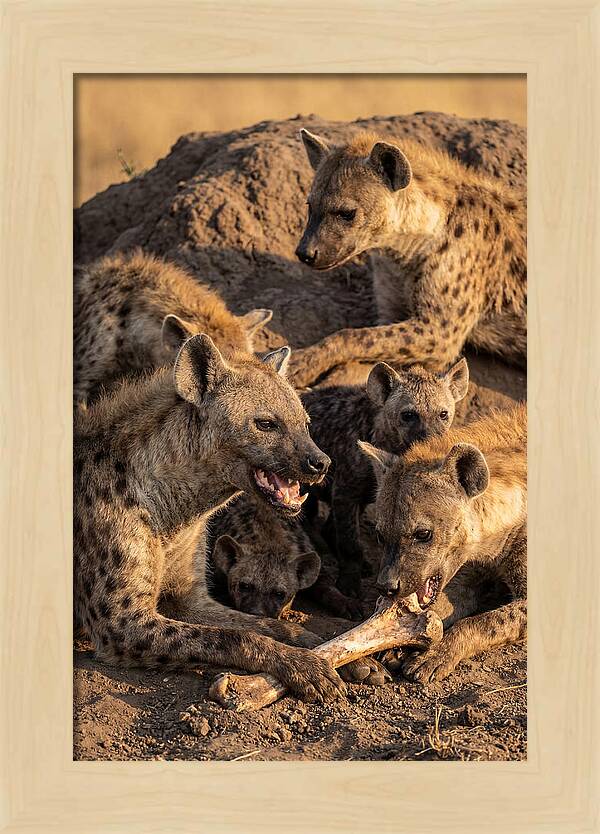 African Hyena Clan At Den