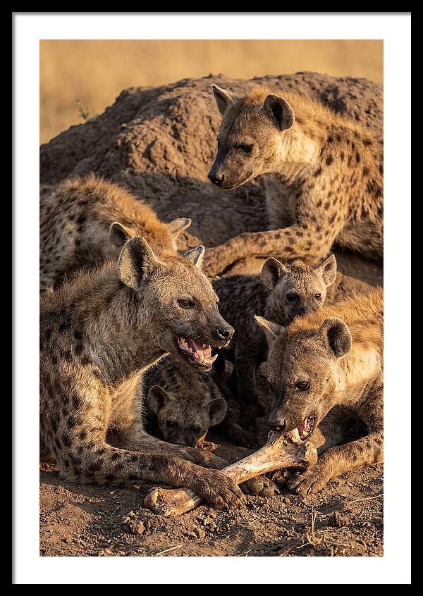 African Hyena Clan At Den
