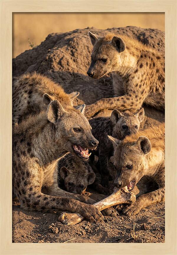 African Hyena Clan At Den