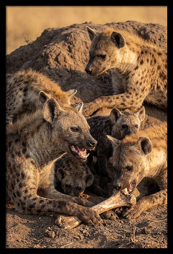 African Hyena Clan At Den