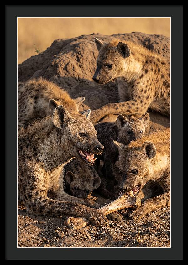 African Hyena Clan At Den