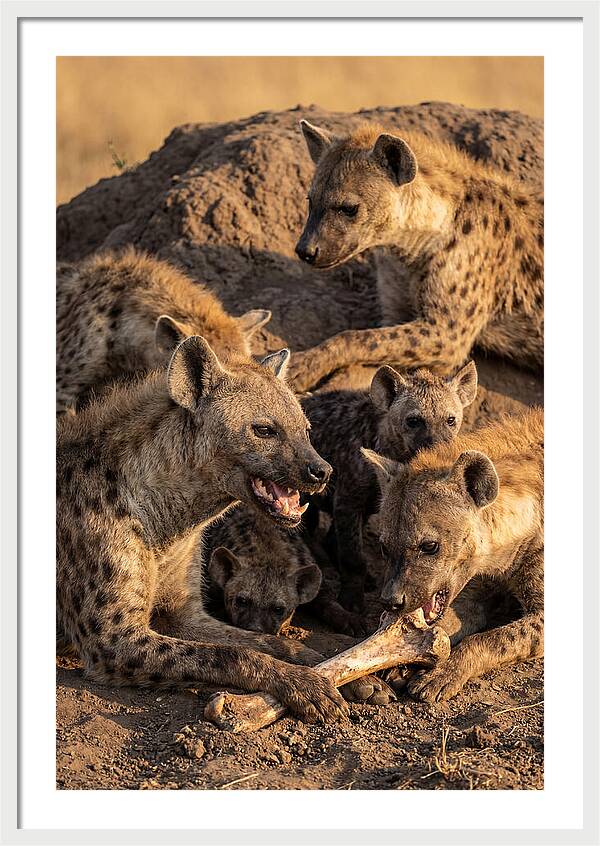 African Hyena Clan At Den