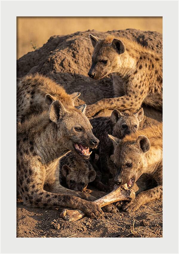 African Hyena Clan At Den
