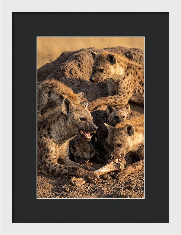 African Hyena Clan At Den