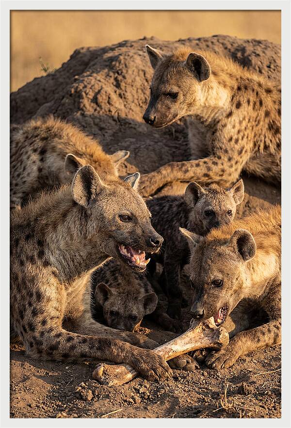 African Hyena Clan At Den