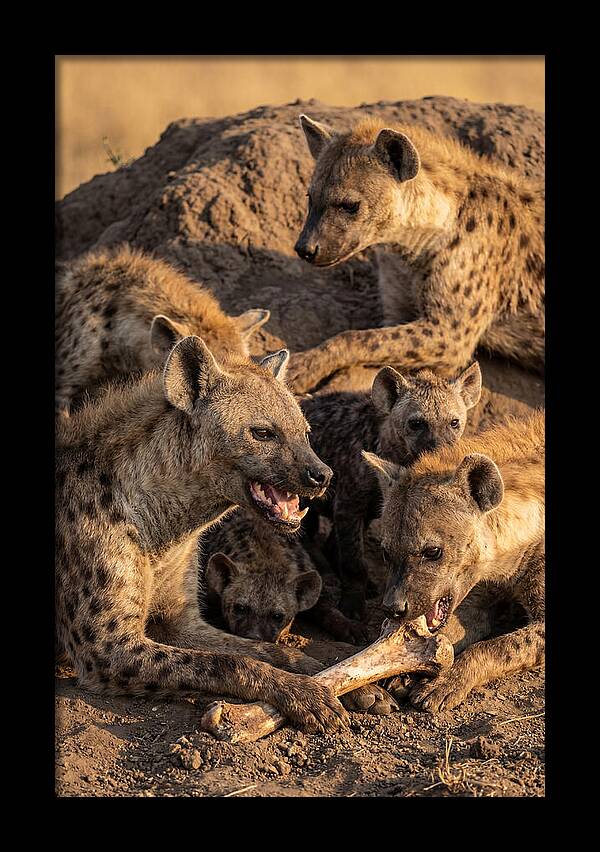 African Hyena Clan At Den