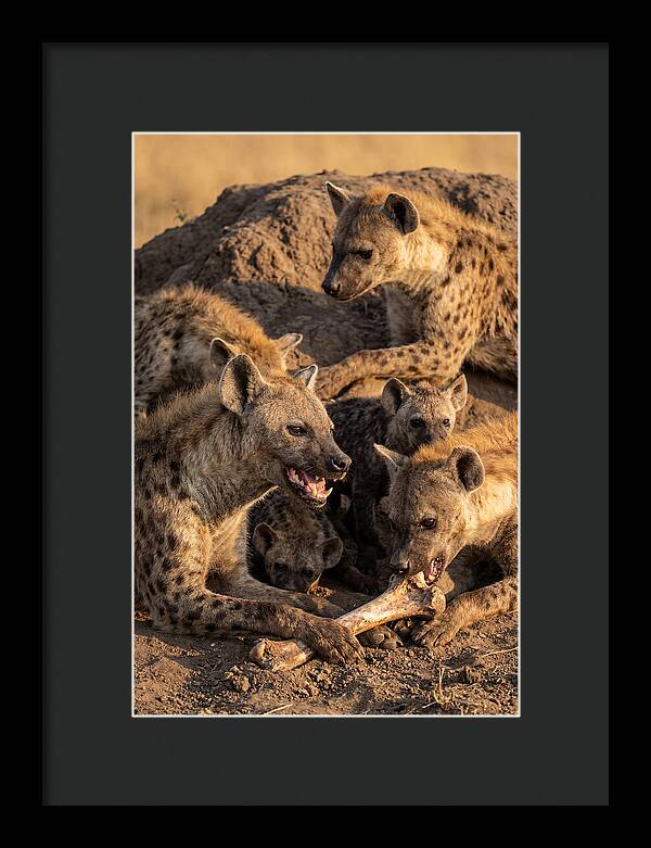 African Hyena Clan At Den