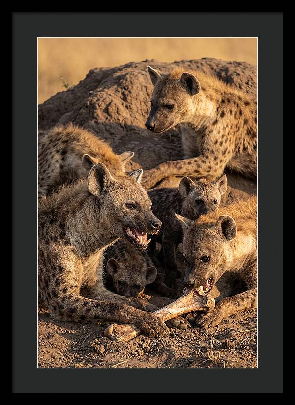 African Hyena Clan At Den