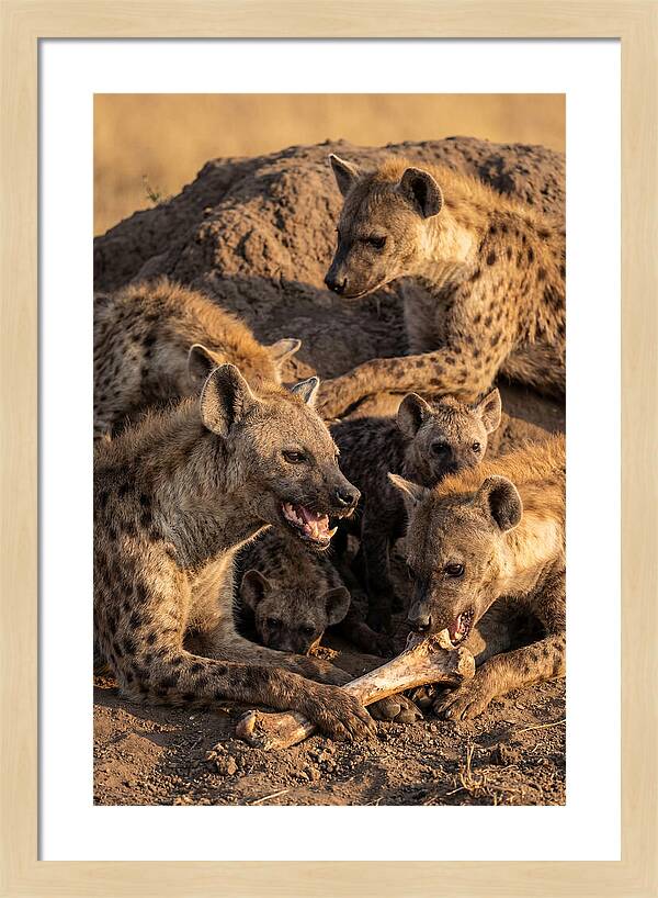 African Hyena Clan At Den