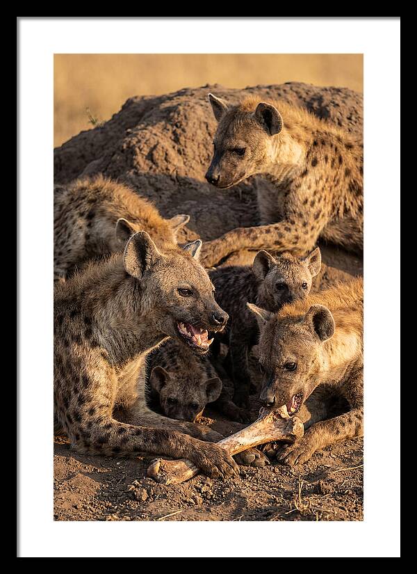 African Hyena Clan At Den