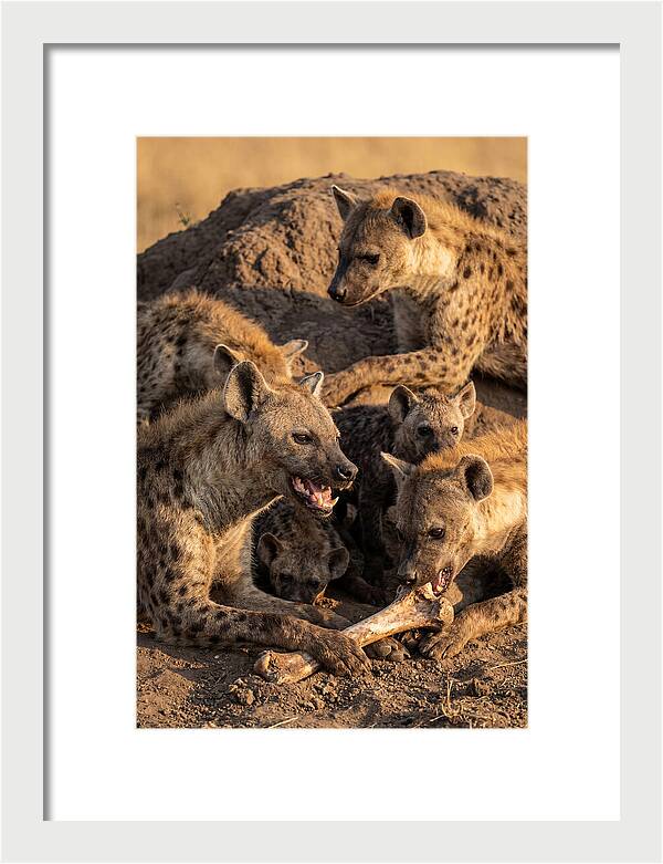 African Hyena Clan At Den