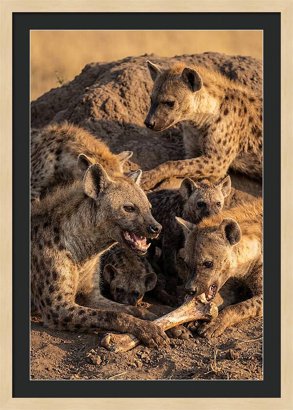 African Hyena Clan At Den