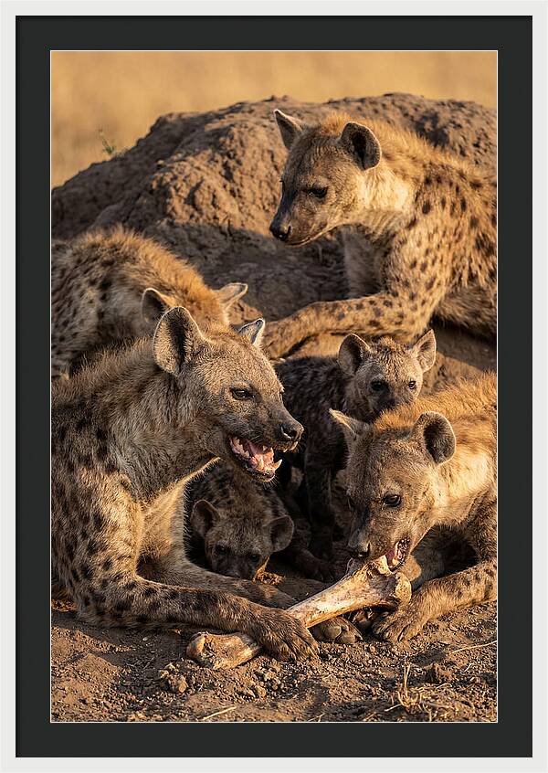 African Hyena Clan At Den