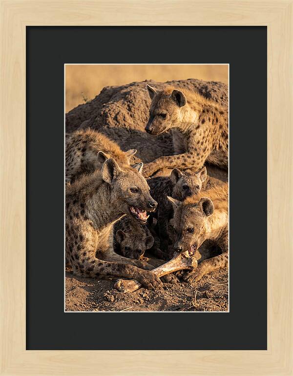 African Hyena Clan At Den