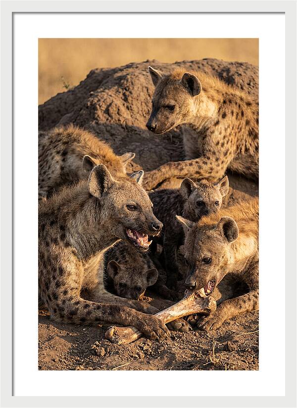African Hyena Clan At Den