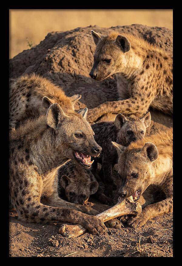 African Hyena Clan At Den