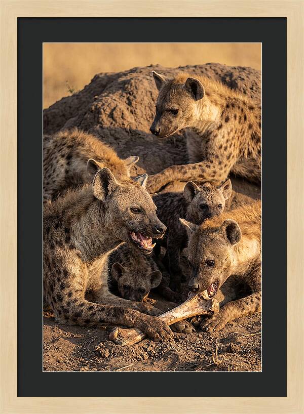 African Hyena Clan At Den