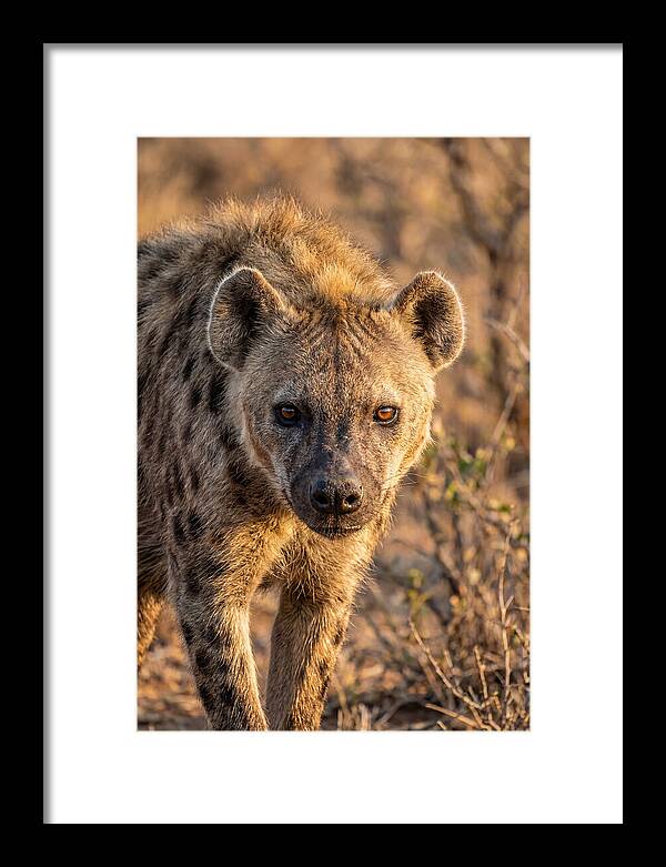African Hyena Portrait In Nature