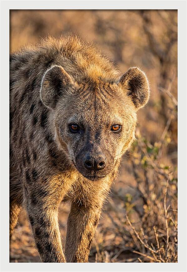 African Hyena Portrait In Nature