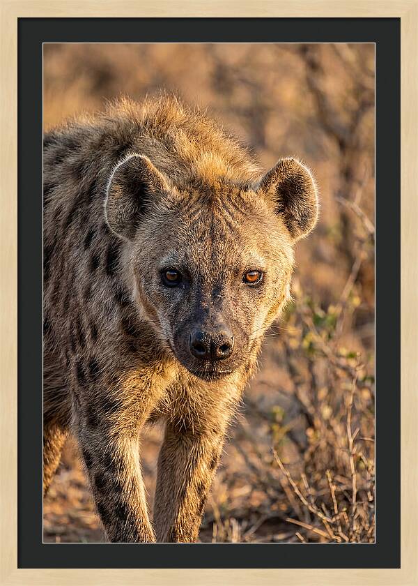 African Hyena Portrait In Nature
