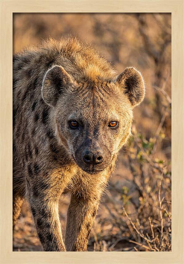 African Hyena Portrait In Nature