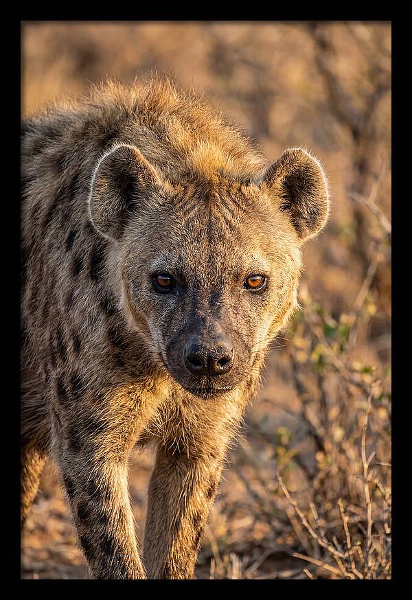 African Hyena Portrait In Nature