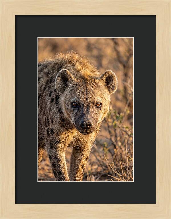 African Hyena Portrait In Nature