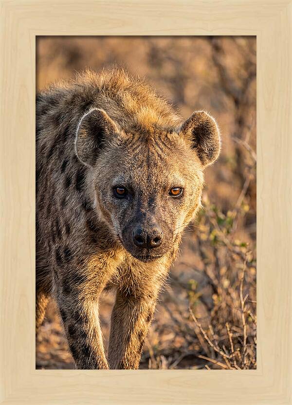 African Hyena Portrait In Nature
