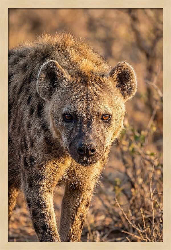 African Hyena Portrait In Nature