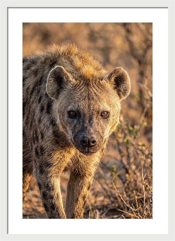 African Hyena Portrait In Nature