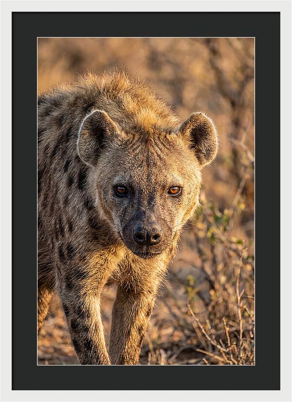 African Hyena Portrait In Nature