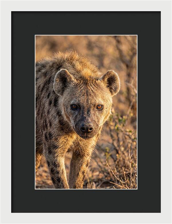 African Hyena Portrait In Nature
