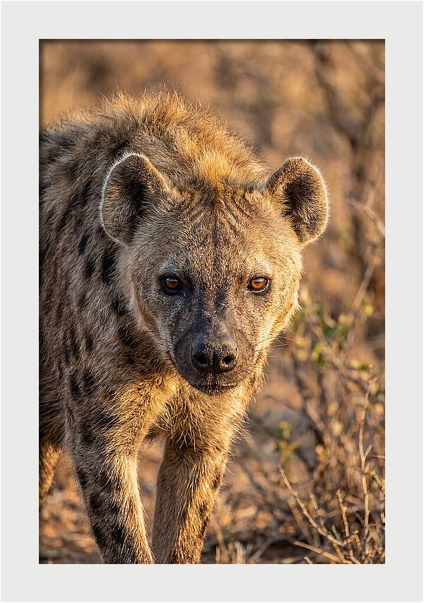 African Hyena Portrait In Nature