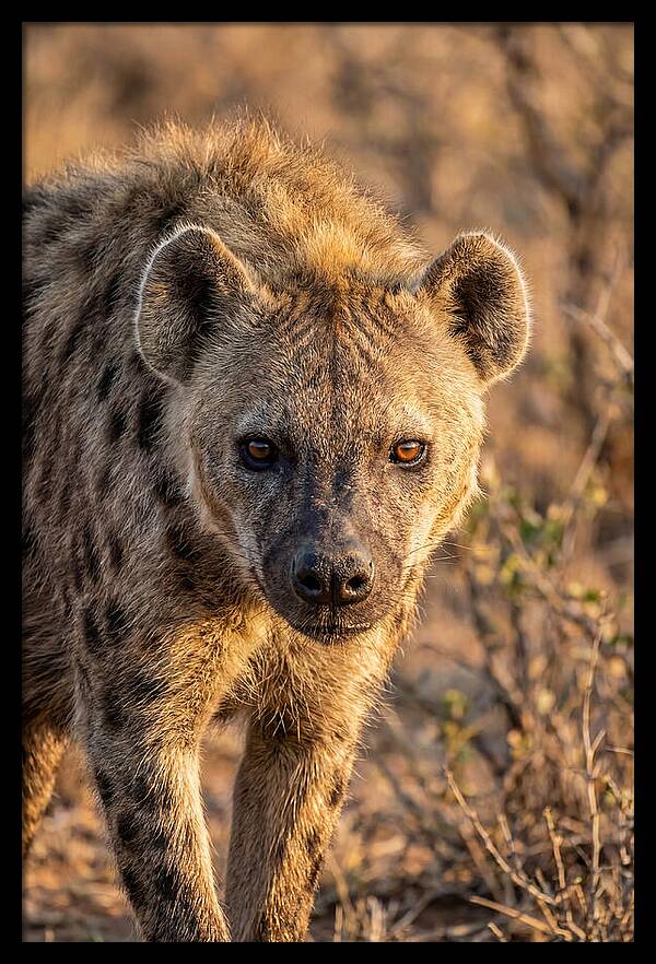 African Hyena Portrait In Nature